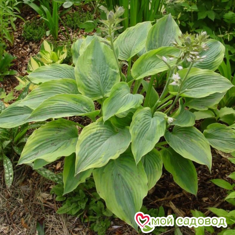 Хоста Алватин Тейлор