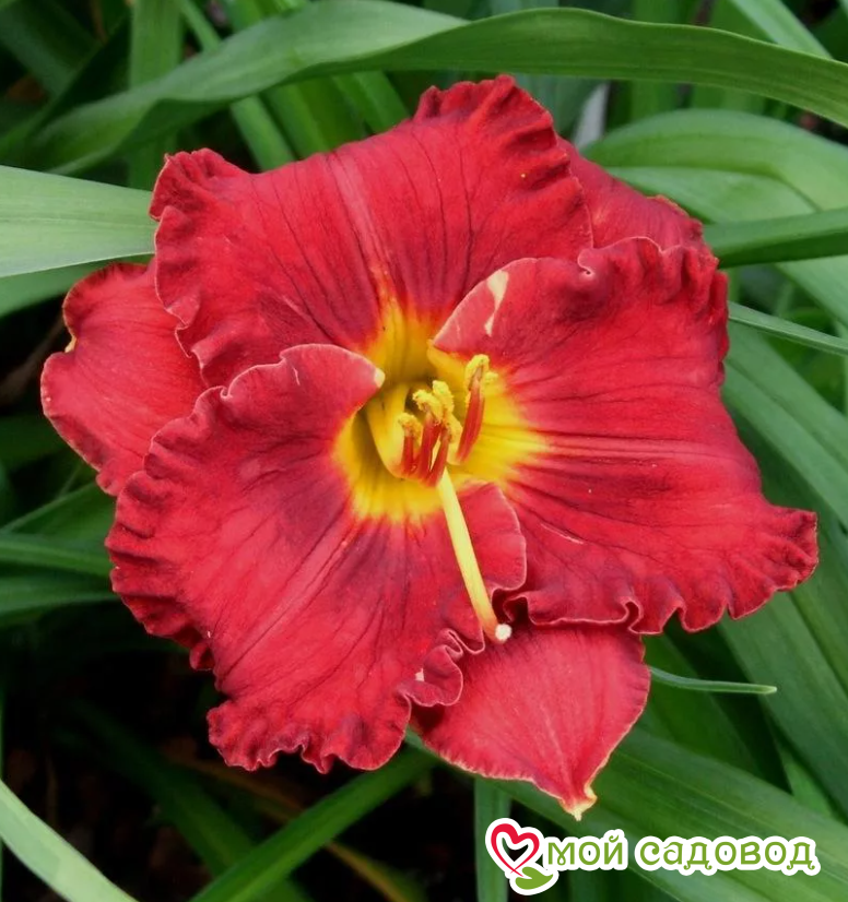 ЛИЛЕЙНИК ЛИТЛ РЕД ВАГОН